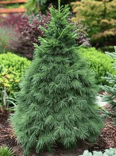 a small evergreen tree in the middle of a garden