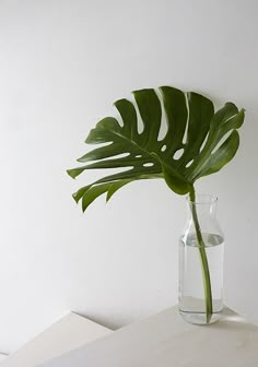 a large green plant in a glass vase on a white countertop next to a wall