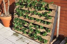 a wooden pallet with plants growing on it