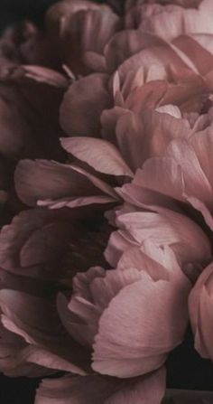 large pink flowers are shown in close up