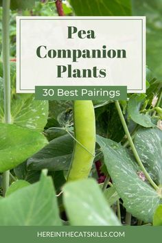 peas growing in the garden with text overlay that reads pea companion plants 30 best pairings