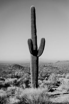 black and white photograph of a cactus in the desert