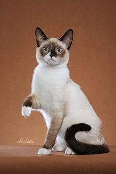 a siamese cat sitting on top of a brown surface with its paw in the air