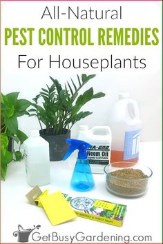 all natural pest control remedies for houseplants