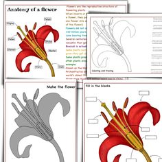 four different types of flowers are shown