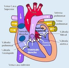 an image of the heart with labels on its valves and ventricular arterys