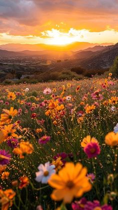 a field full of flowers with the sun setting in the distance behind them and hills