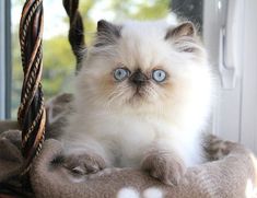 a white cat with blue eyes sitting on a blanket in front of a window sill