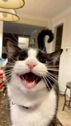 a black and white cat with its mouth open