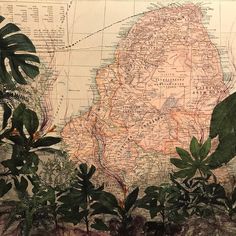 an old map with plants in front of it