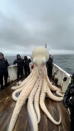 an octopus is sitting on the deck of a boat as divers look on from behind it