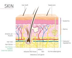 diagram of skin with all the layers labeled