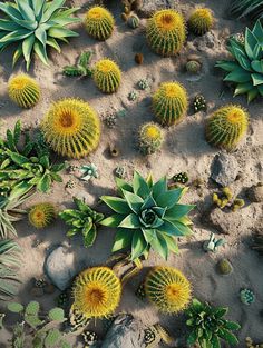 Cactus Landscaping: A Striking View of Desert Cacti and Succulents Landscaping With Cactus, Cactus Landscaping, Desert Landscaping Ideas, Garden Animal Statues, Barrel Cactus, Garden Animals, Sandy Soil, Desert Cactus, Saguaro Cactus