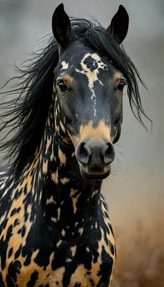 a black and brown horse standing on top of a dry grass field