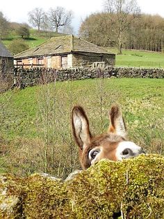 a donkey peeking over the top of a stone wall in front of a farm house