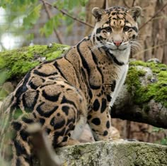 a close up of a cat on a tree branch with mossy trees in the background