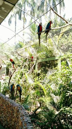 three parrots are perched on the branches of trees in an outdoor area with rocks and plants