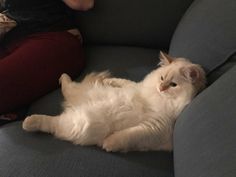 a fluffy white cat laying on top of a gray couch next to a woman sitting down