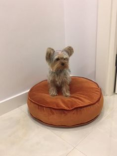 a small dog sitting on an orange round bed