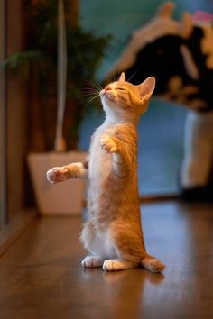 an orange and white cat standing on its hind legs with it's paw in the air