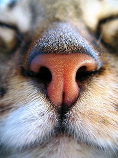 the nose of a cat with it's eyes closed and its nose slightly open