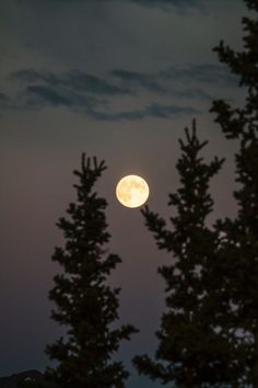 the full moon is seen through some trees