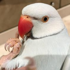 a close up of a bird with a piece of food in it's mouth