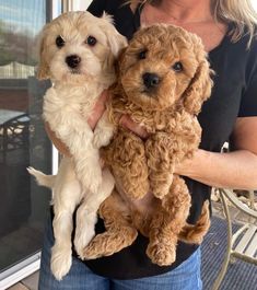 a woman holding two dogs in her arms