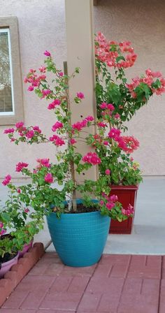 pink flowers are growing in blue pots on the side of a house