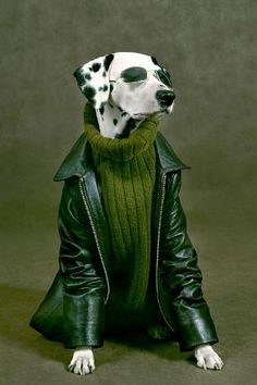 a dalmatian dog wearing a green leather jacket