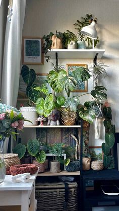 many houseplants and plants are on shelves in the living room