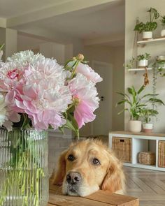 a dog laying on the floor next to a vase with flowers in it