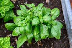 some green leaves are growing in the dirt