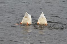 two ducks are swimming in the water together