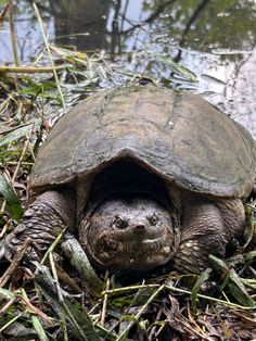 Common Snapping Turtle (Chelydra serpentina) Sarah Ross, Word Pictures, Turtles