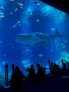 people are sitting in front of an aquarium looking at the fish and other things inside