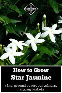 some white flowers and green leaves with the words how to grow star jasmine