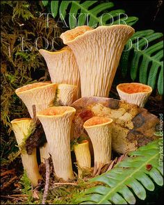 a group of mushrooms sitting on top of a lush green forest