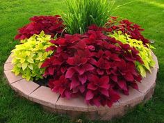 red and yellow flowers are in a flower bed