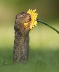 a squirrel holding onto a yellow flower in its mouth