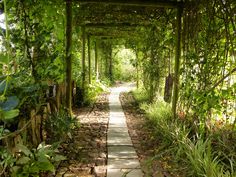 a walkway in the middle of a lush green forest with lots of plants on either side