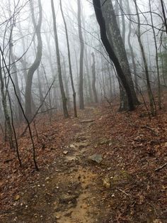 a trail in the woods on a foggy day