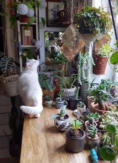 a white cat sitting on top of a wooden table surrounded by potted plants and other houseplants