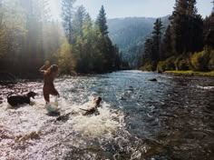 a woman and two dogs are wading in the river