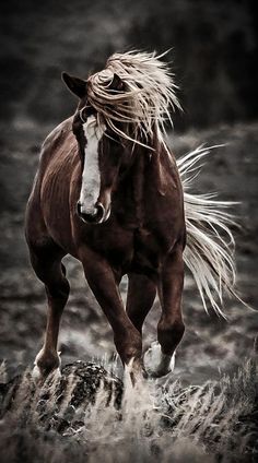 a brown horse with long hair running across a field in front of a black and white background