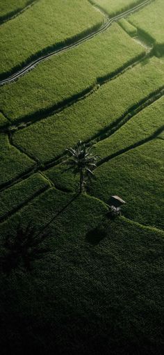 an aerial view of green grass with trees in the middle and shadows on the ground