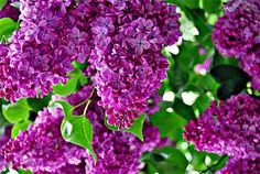 purple flowers with green leaves in the background