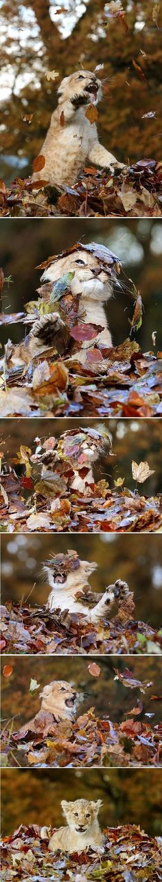 leaves floating on the surface of water and in it's reflection is an image of autumn