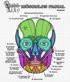 a diagram of the muscles and their corresponding parts, including an eyeball with two different colors