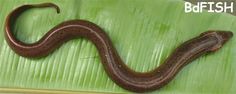 a large brown snake sitting on top of a green leaf